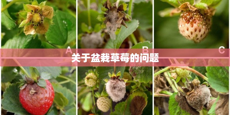 关于盆栽草莓的问题