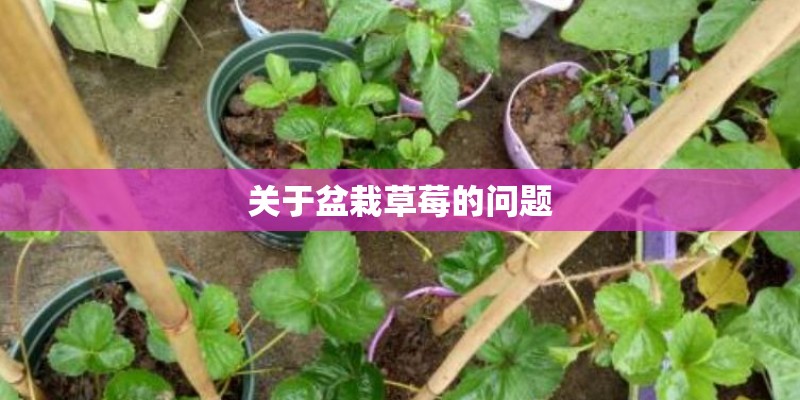 关于盆栽草莓的问题