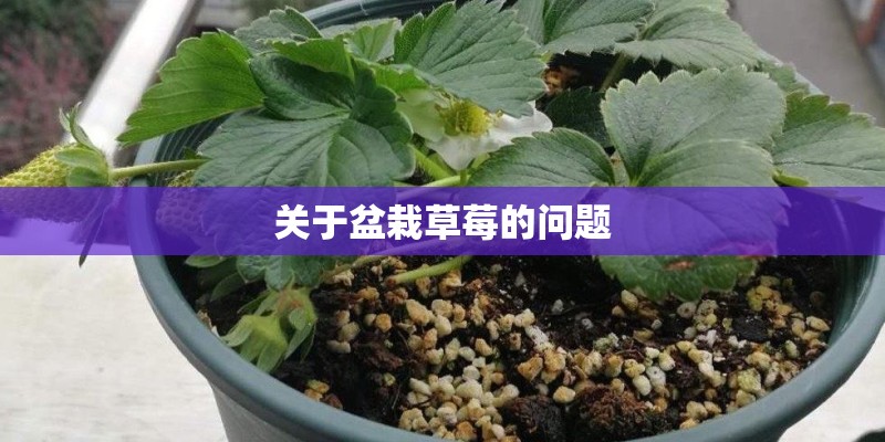 关于盆栽草莓的问题