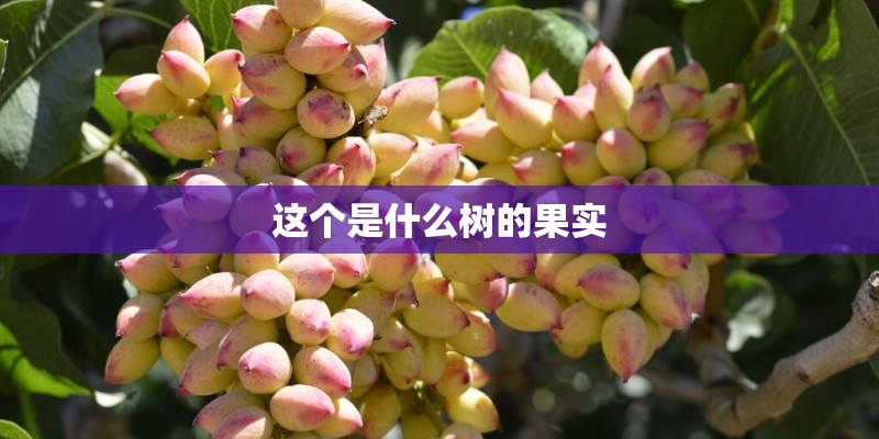这个是什么树的果实