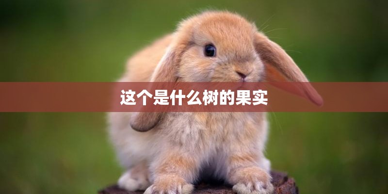 这个是什么树的果实