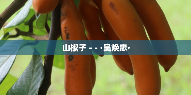 山椒子 - - ·吴焕忠·