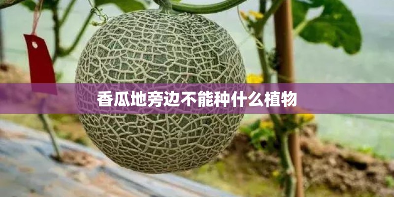 香瓜地旁边不能种什么植物