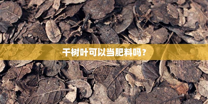 干树叶可以当肥料吗？