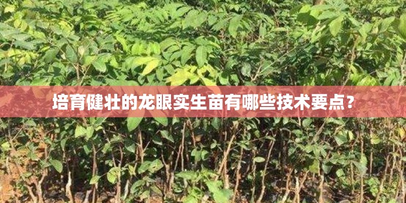 培育健壮的龙眼实生苗有哪些技术要点？