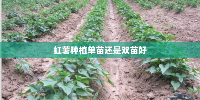 红薯种植单苗还是双苗好