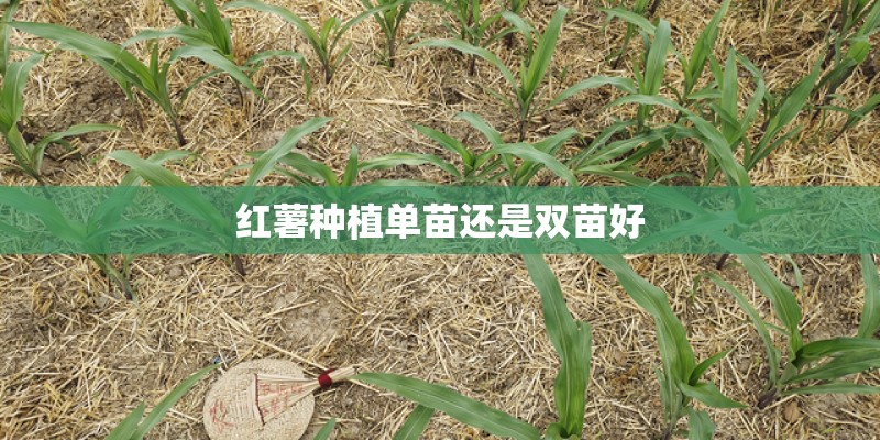红薯种植单苗还是双苗好