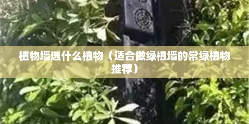 植物墙选什么植物（适合做绿植墙的常绿植物推荐）
