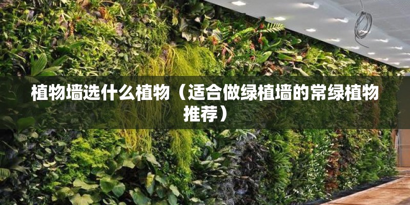 植物墙选什么植物（适合做绿植墙的常绿植物推荐）