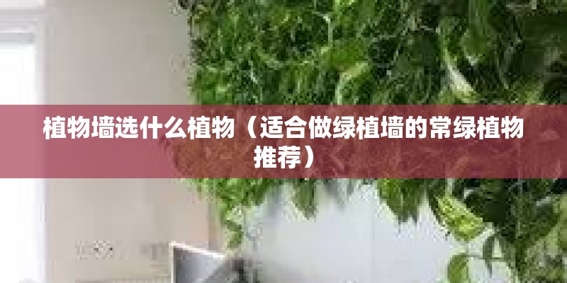 植物墙选什么植物（适合做绿植墙的常绿植物推荐）