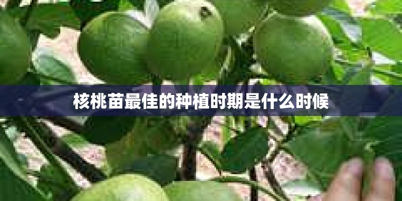 核桃苗最佳的种植时期是什么时候