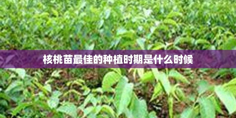 核桃苗最佳的种植时期是什么时候