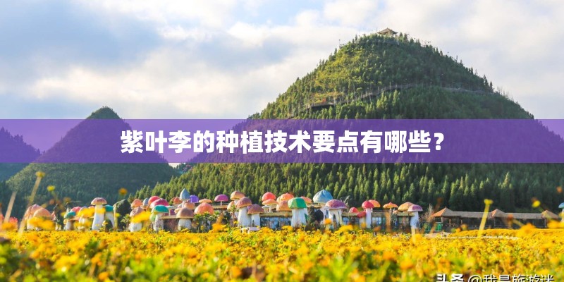 紫叶李的种植技术要点有哪些？