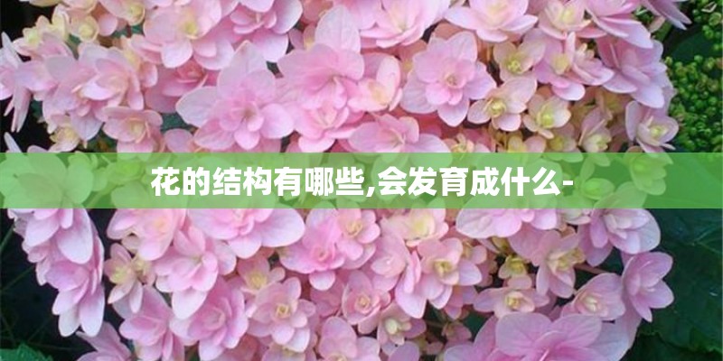 花的结构有哪些,会发育成什么-