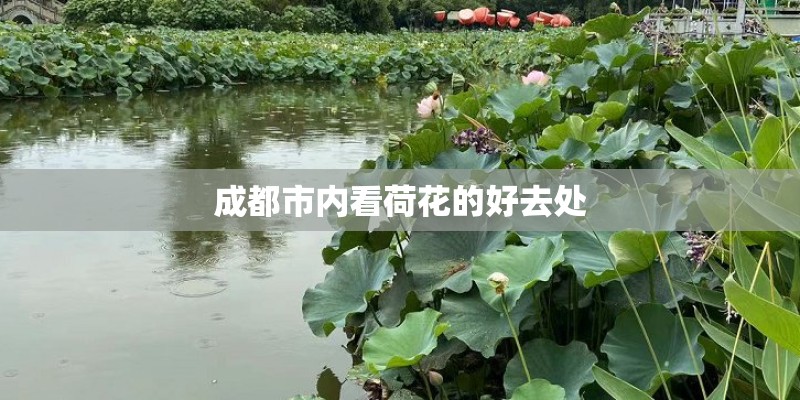 成都市内看荷花的好去处