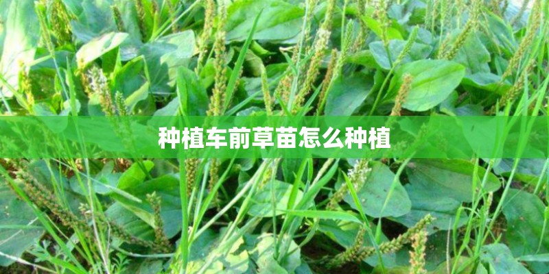 种植车前草苗怎么种植