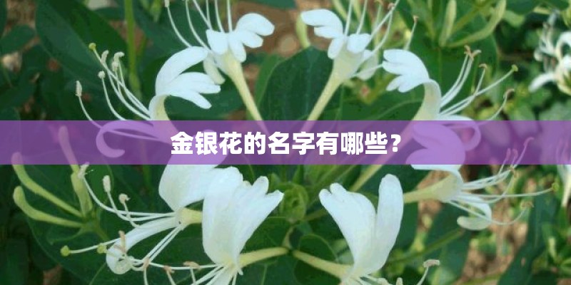 金银花的名字有哪些？