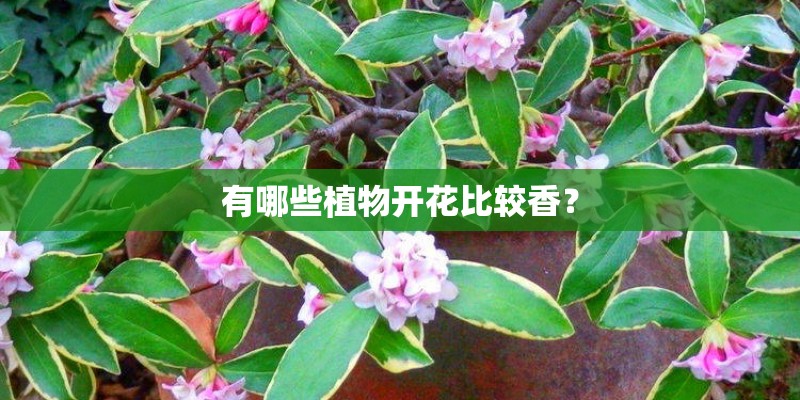 有哪些植物开花比较香？