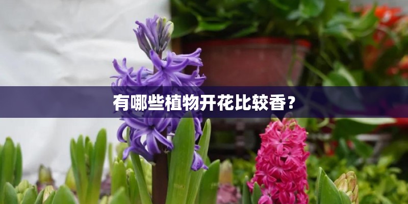 有哪些植物开花比较香？