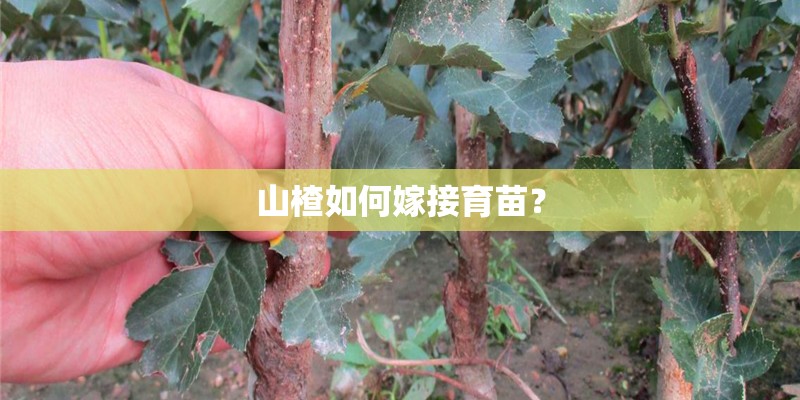 山楂如何嫁接育苗？