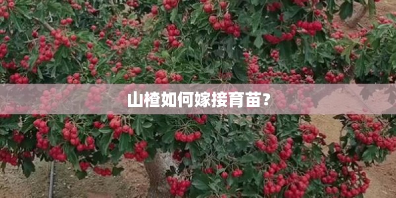 山楂如何嫁接育苗？