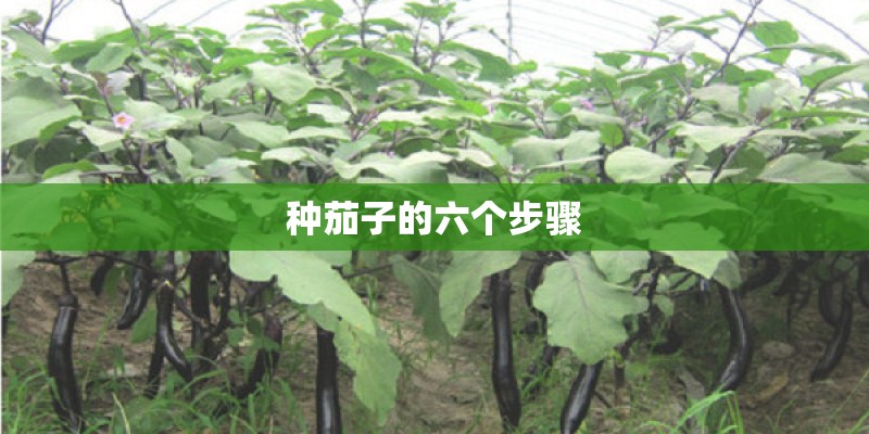 种茄子的六个步骤