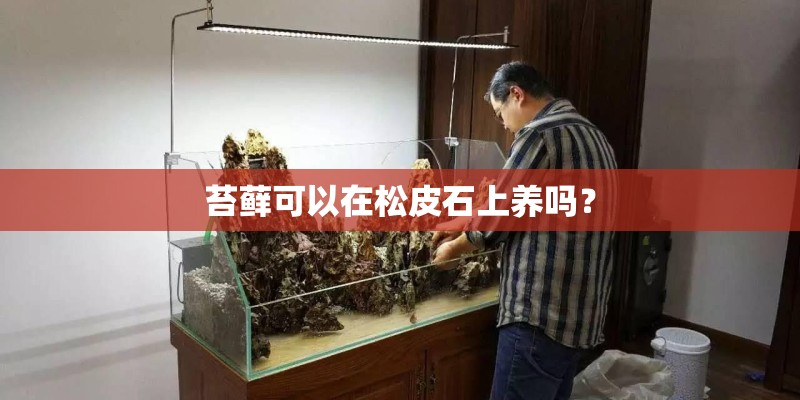 苔藓可以在松皮石上养吗？