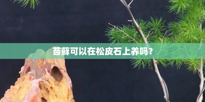 苔藓可以在松皮石上养吗？
