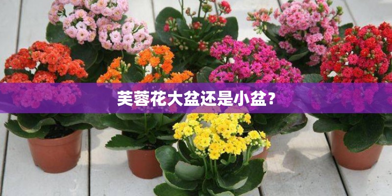 芙蓉花大盆还是小盆？