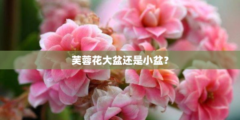 芙蓉花大盆还是小盆？