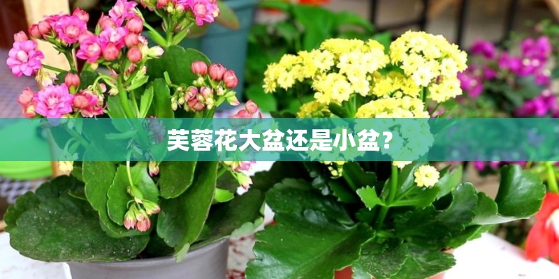 芙蓉花大盆还是小盆？