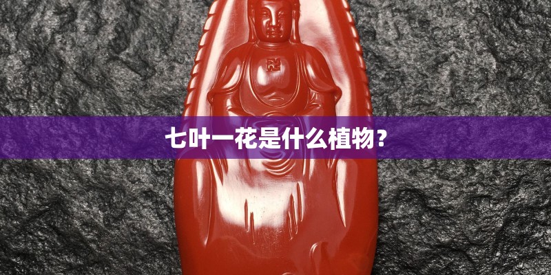 七叶一花是什么植物？