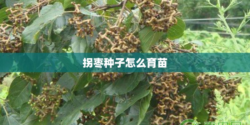 拐枣种子怎么育苗