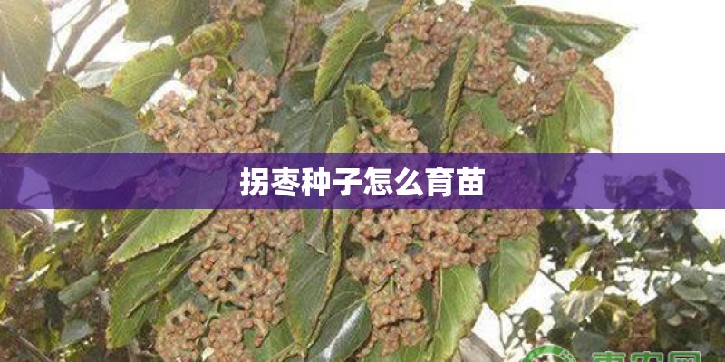 拐枣种子怎么育苗