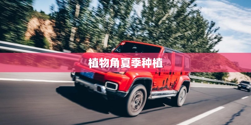 植物角夏季种植