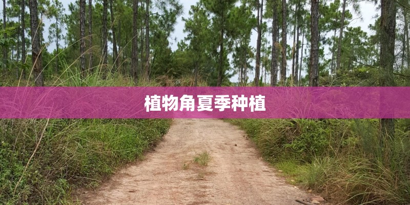 植物角夏季种植
