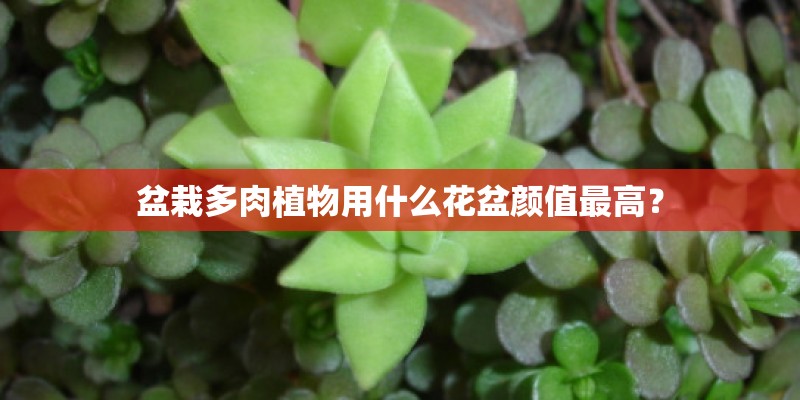 盆栽多肉植物用什么花盆颜值最高？