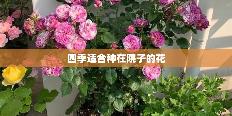 四季适合种在院子的花