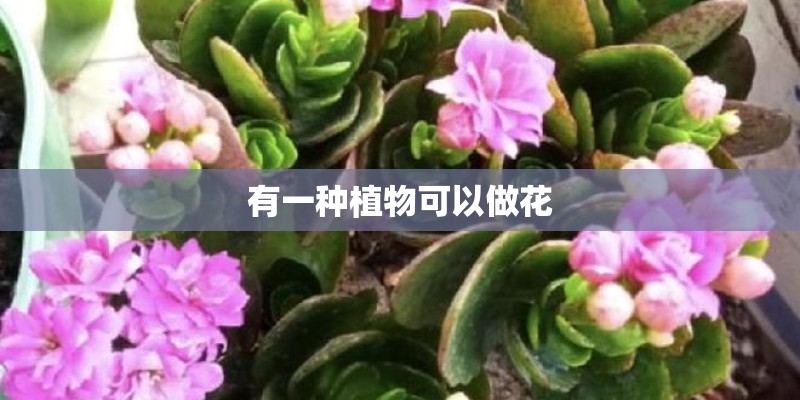 有一种植物可以做花