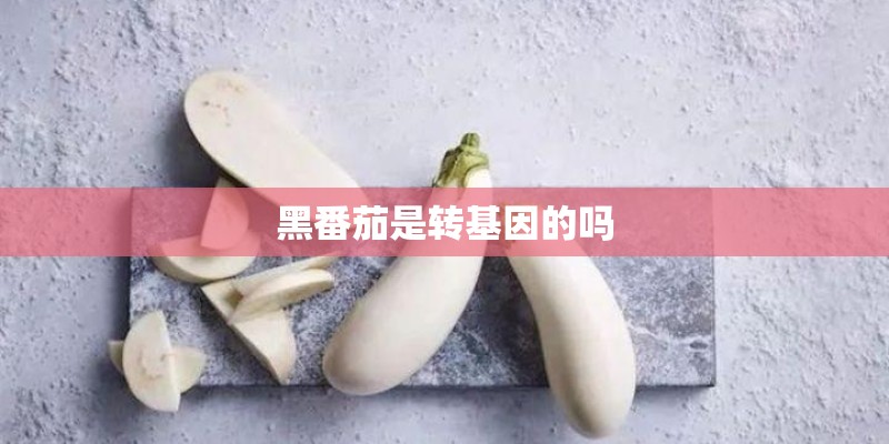 黑番茄是转基因的吗