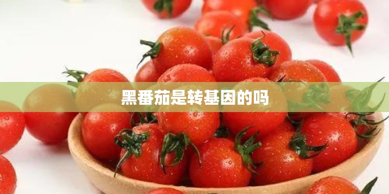 黑番茄是转基因的吗