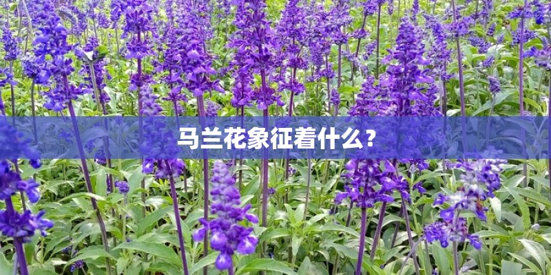 马兰花象征着什么？