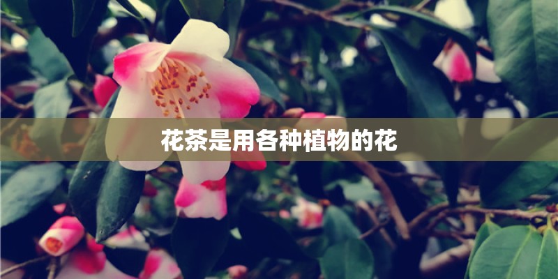 花茶是用各种植物的花