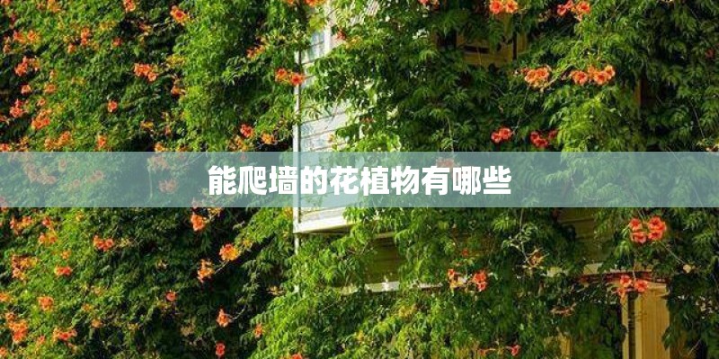 能爬墙的花植物有哪些