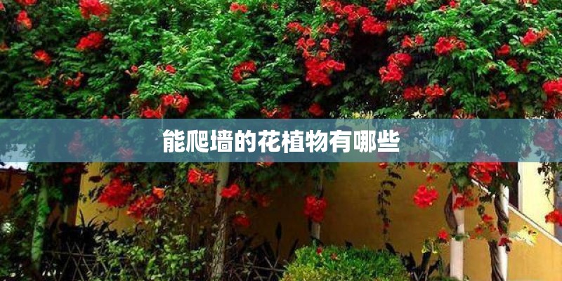 能爬墙的花植物有哪些