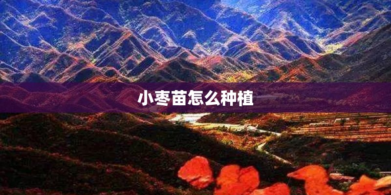 小枣苗怎么种植