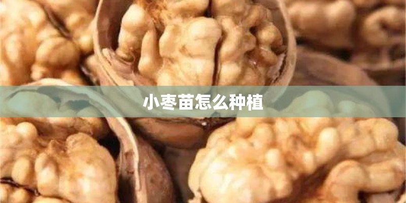 小枣苗怎么种植