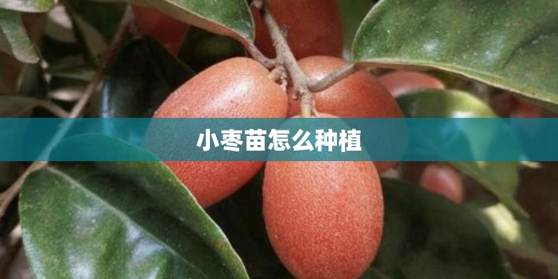 小枣苗怎么种植