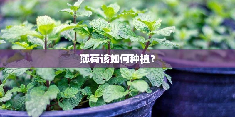 薄荷该如何种植？