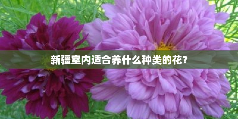 新疆室内适合养什么种类的花？